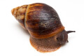Archachatina marginata egregia Cameroon typ 1c white apex + columella, adult, 9cm